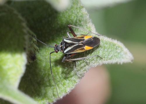 Réf. 285 327 : Hadrodemus m-flavum